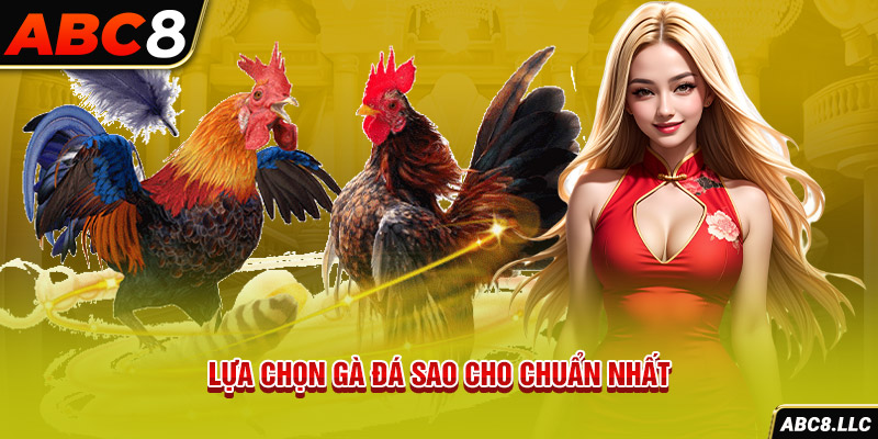 Lựa chọn gà đá sao cho chuẩn nhất